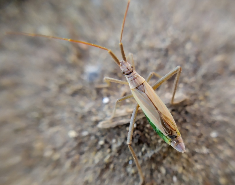 Notostira elongata