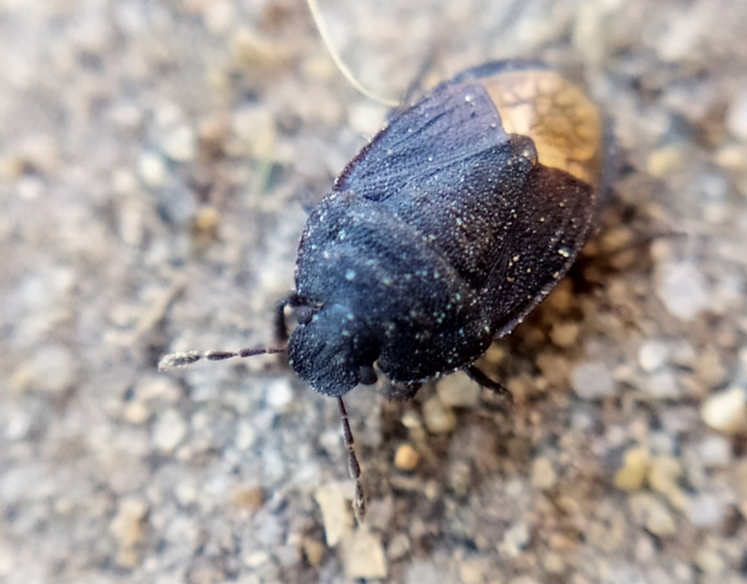 Ochetostethus