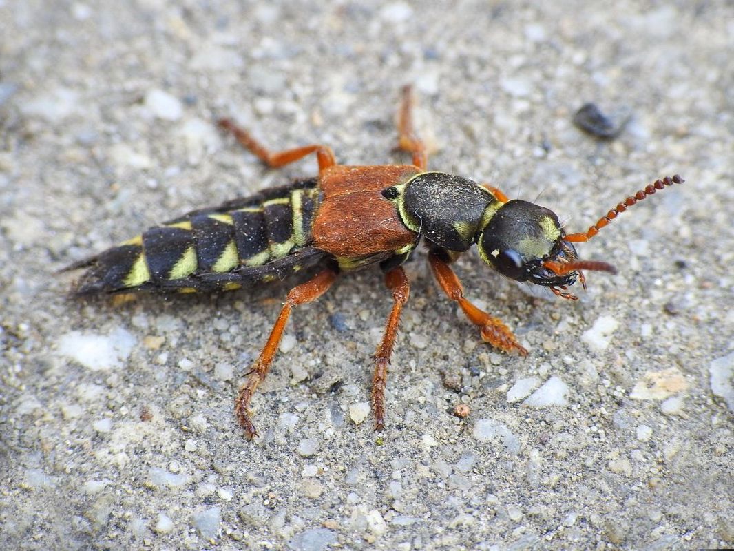 Staphylinus caesareus - aranysujtásos holyva