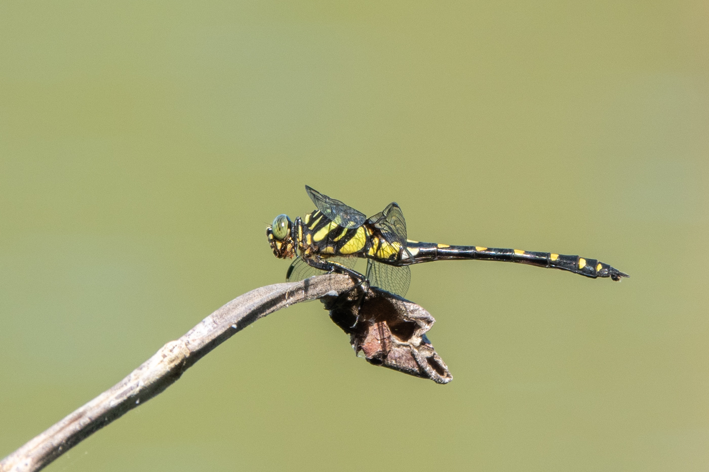 Ictinogomphus tenax