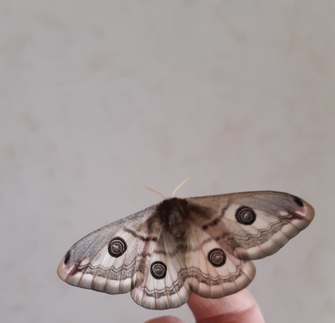Saturnia pavoniella/pavonia Saturnia pavoniella/pavonia