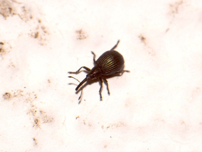 Holotrichapion pisi - lucernarügy-cickányormányos