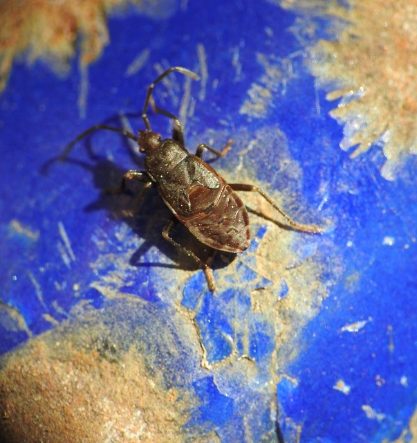 Rhyparochromidae - földibodobácsok