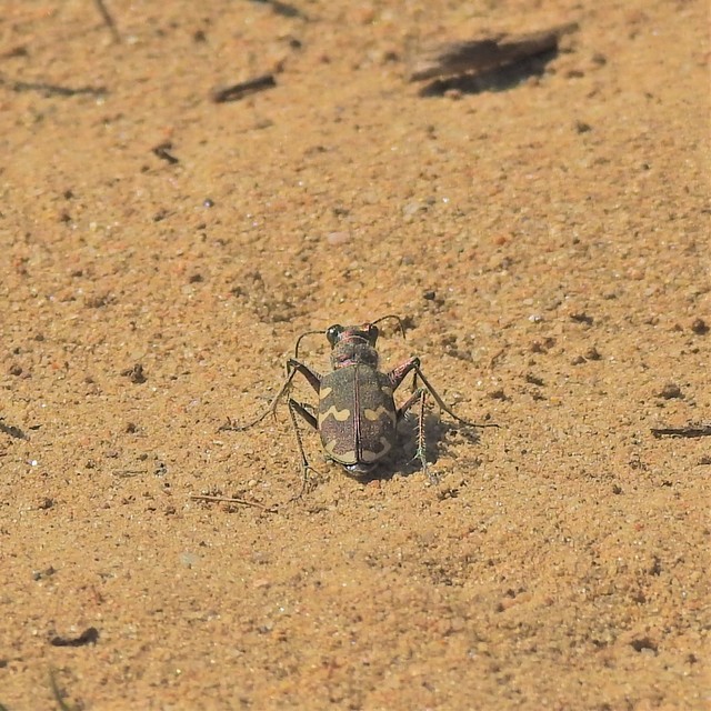 Cicindela hybrida - öves homokfutrinka