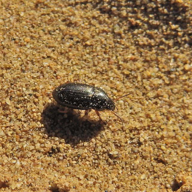 Amara anthobia - réti közfutó Amara anthobia - réti közfutó