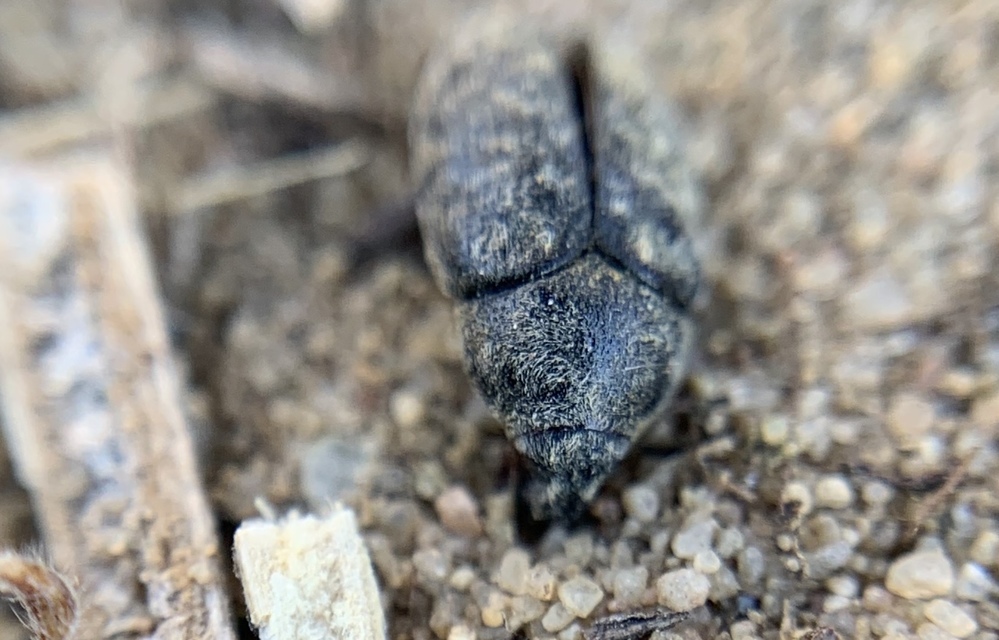 Larinus obtusus - imola-púderbarkó