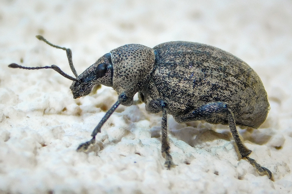 Otiorhynchus ligustici - vincellér-gyalogormányos