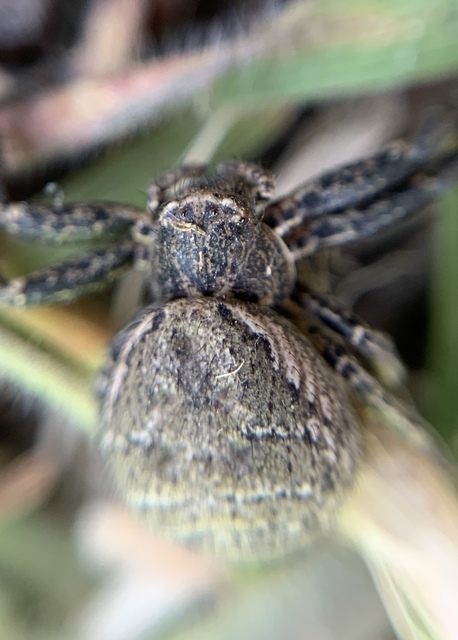 Xysticus kempeleni