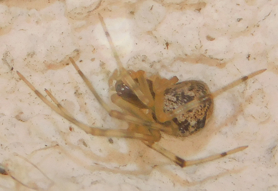 Parasteatoda tepidariorum - üvegházi törpepók