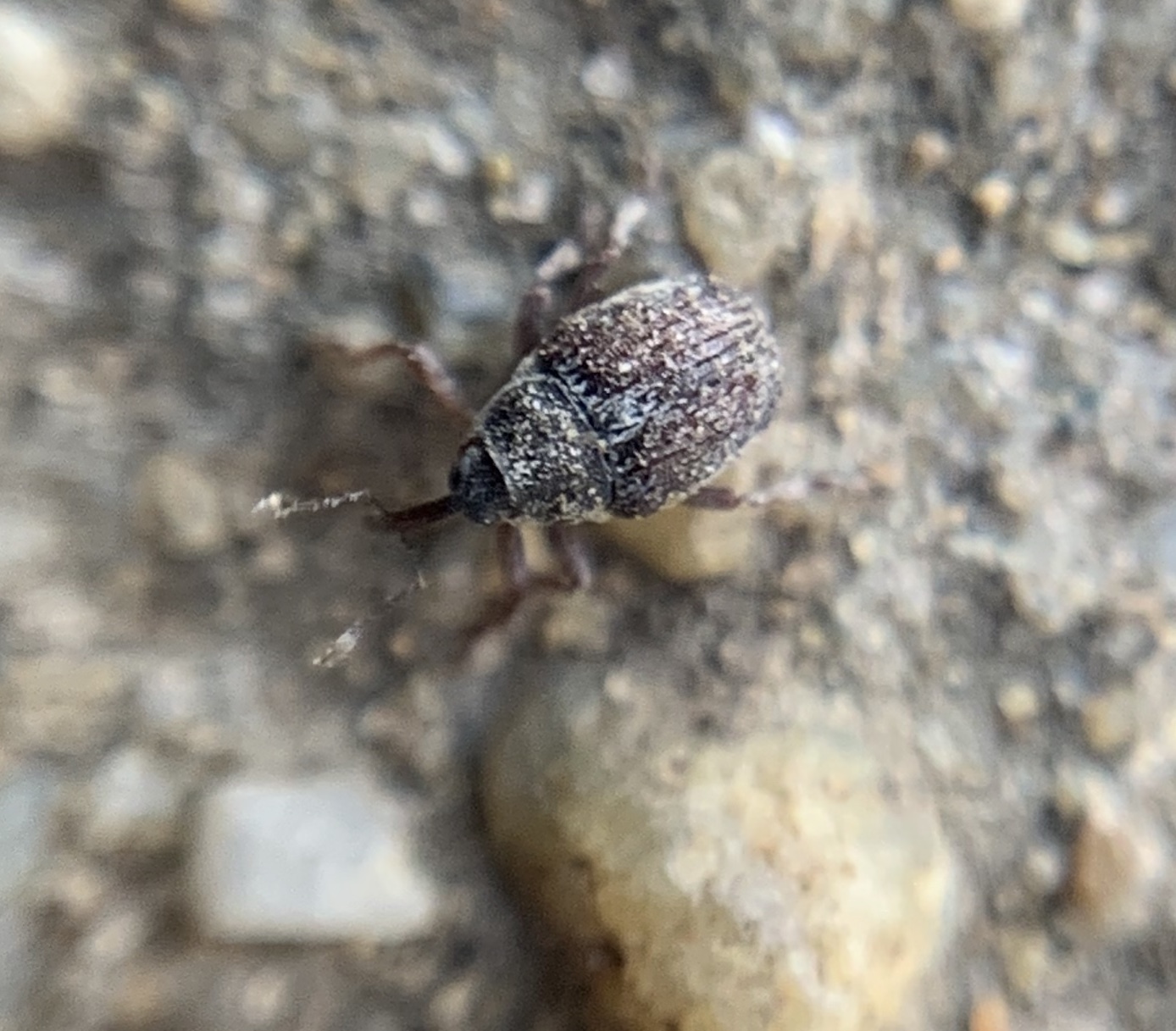 Oprohinus consputus - hamvas hagymaormányos