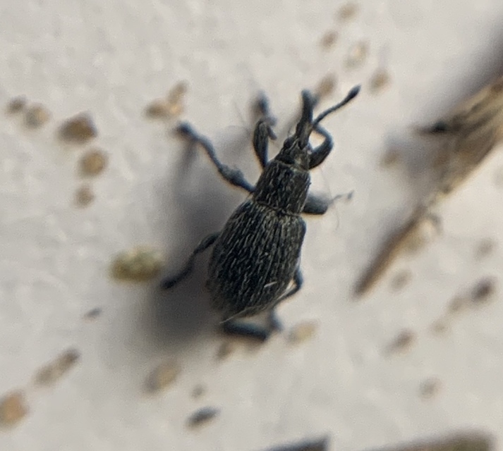 Diplapion detritum - kamilla-cickányormányos