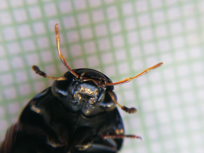 Hydrochara caraboides - kis csibor