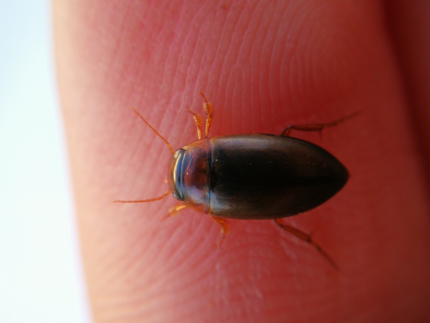 Liopterus haemorrhoidalis - rozsdás csíkbogár