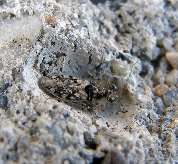 Leptopus marmoratus - kövipoloska