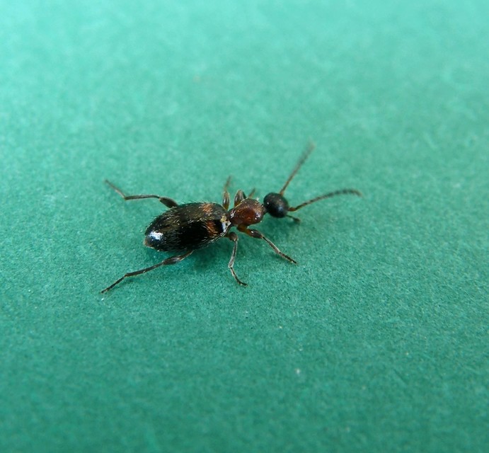 Anthelephila pedestris - hangyaszerű fürgebogár