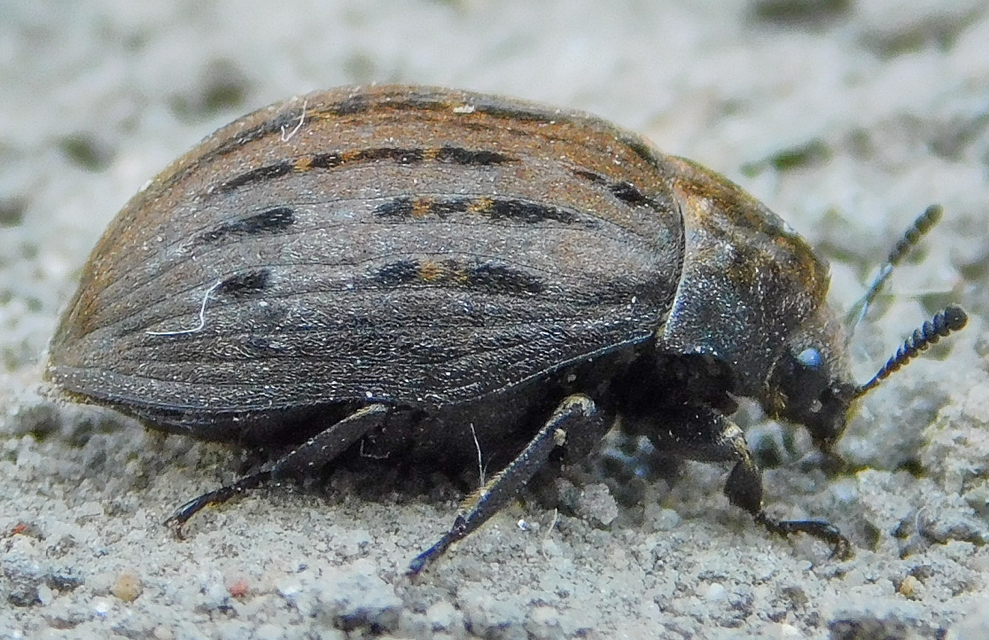Byrrhus pilula - közönséges labdacsbogár