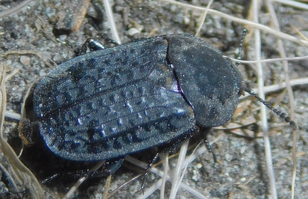 Thanatophilus rugosus - ripacsos dögbogár
