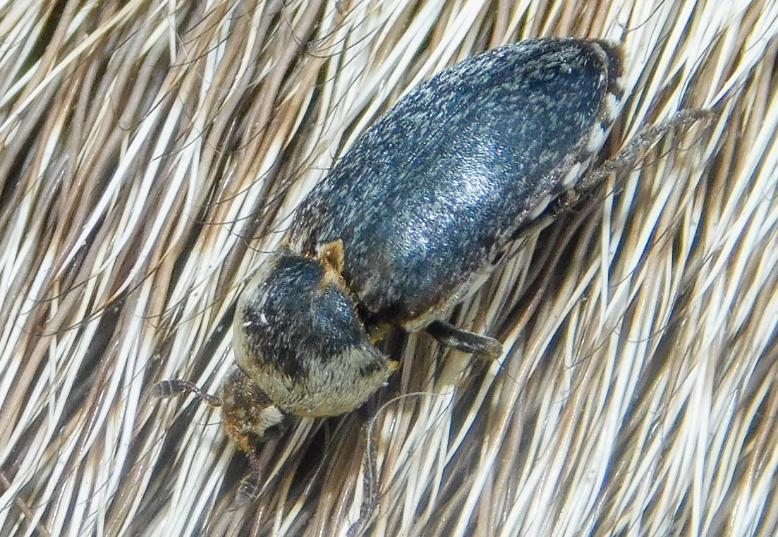 Dermestes frischii - nyakszegélyes porva