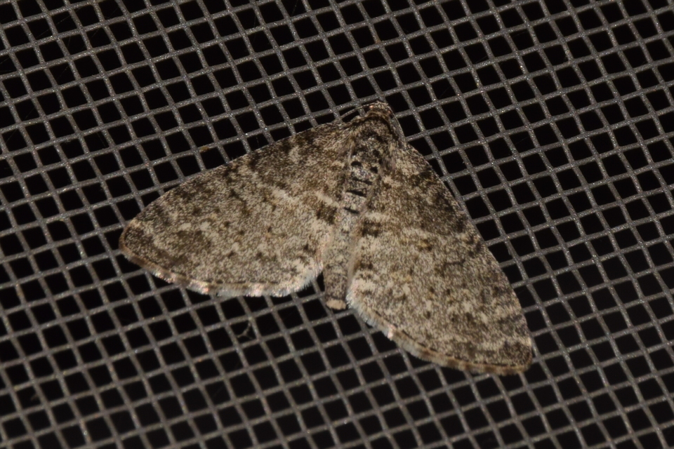 Lobophora halterata - szárnyfüggelékes araszoló
