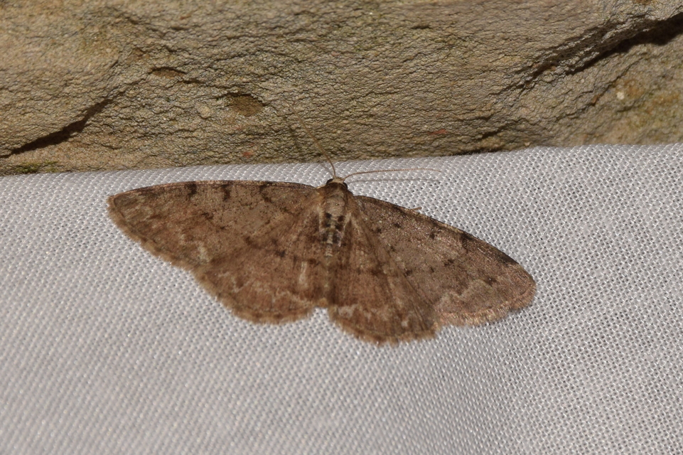 Aethalura punctulata - szürke égeraraszoló