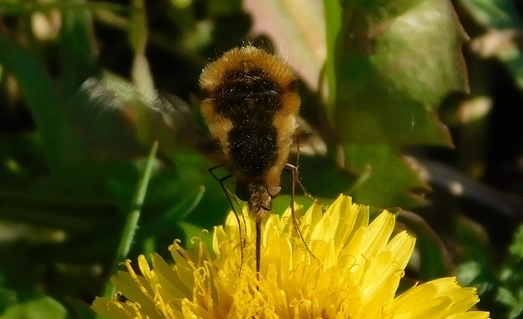 Bombylius major - szegélyes pöszörlégy