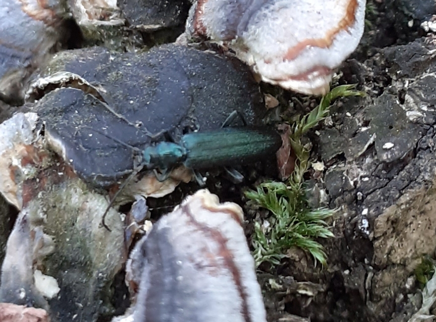 Ischnomera
