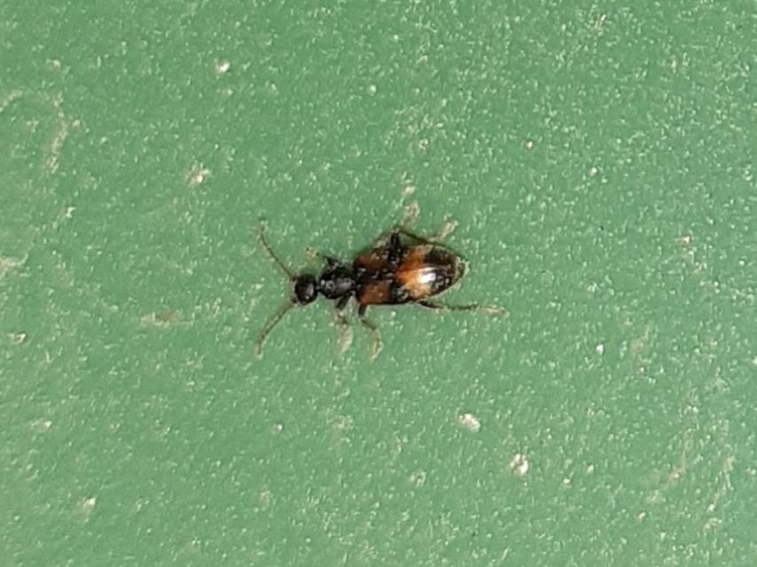 Anthicus antherinus - közönséges fürgebogár