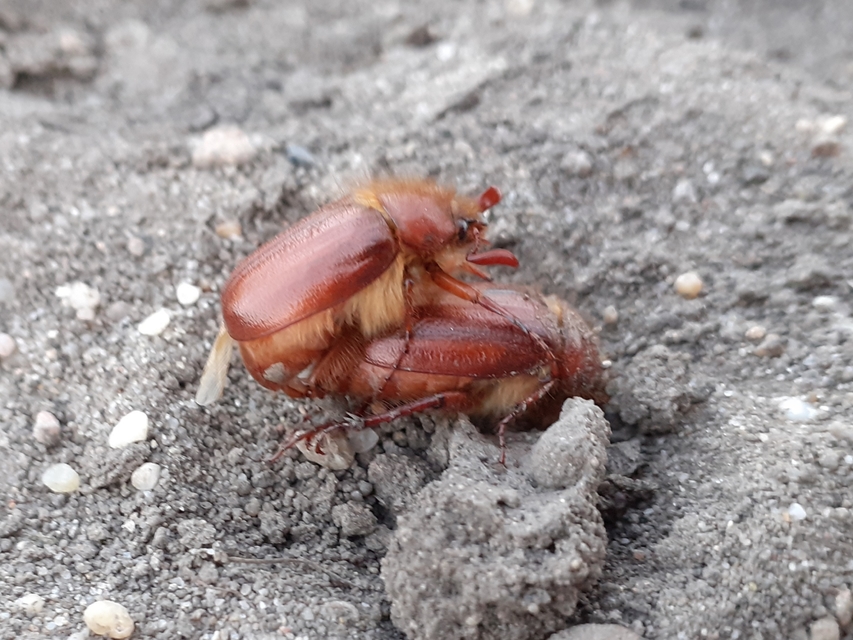 Holochelus aequinoctialis - tavaszeleji cserebogár