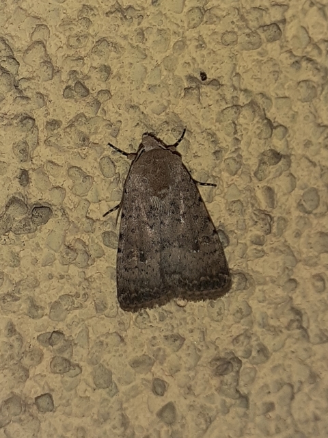Paradrina clavipalpis - közönséges selymesbagoly