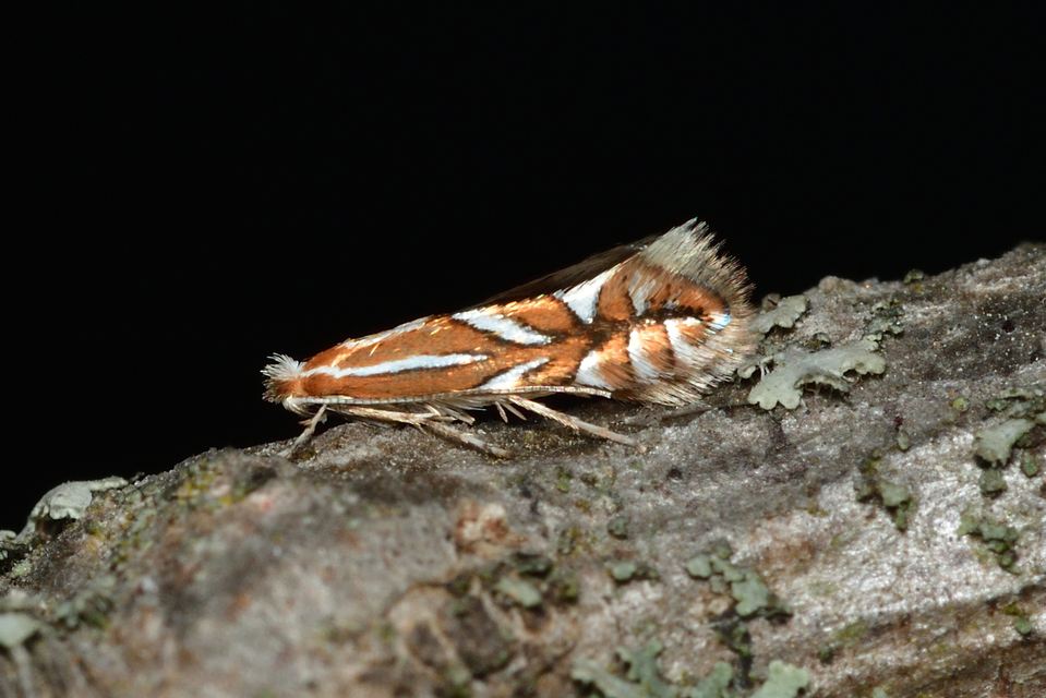 Phyllonorycter