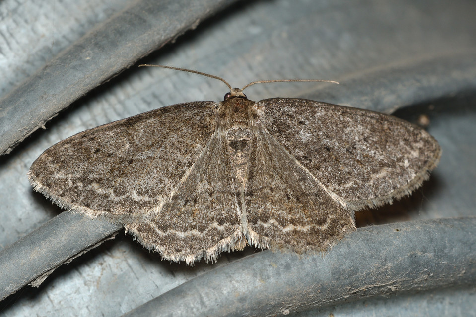 Ectropis crepuscularia - avararaszoló