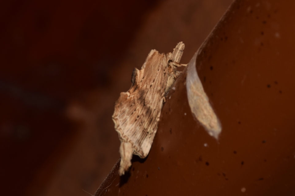 Pterostoma palpina - csőrös púposszövő