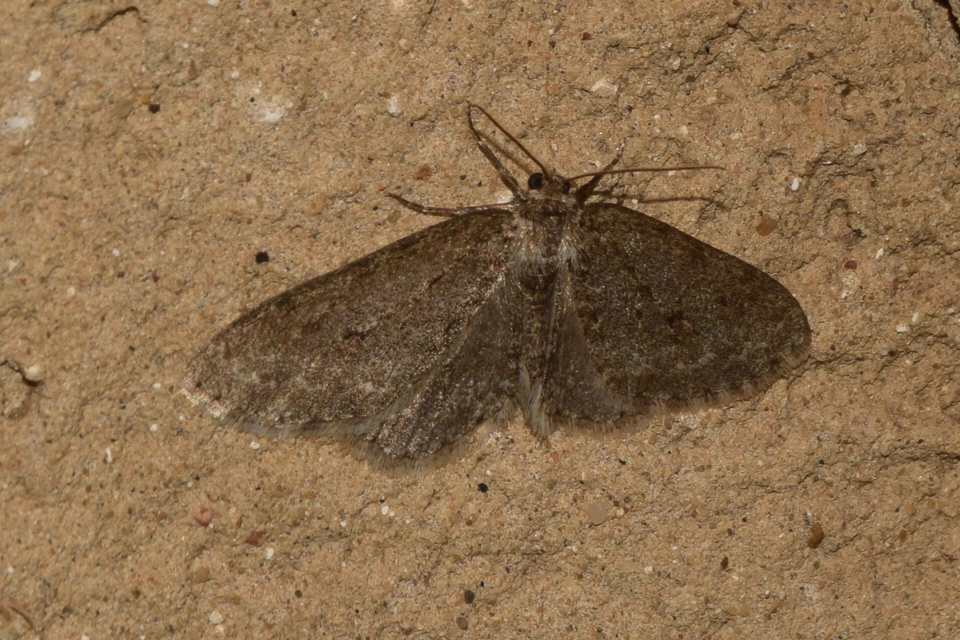 Ectropis crepuscularia - avararaszoló