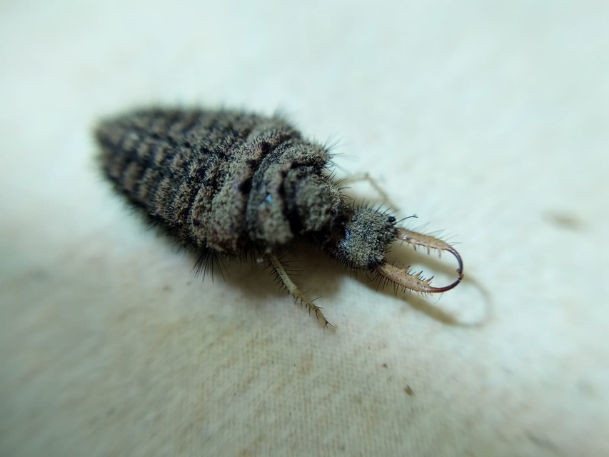 Myrmeleon