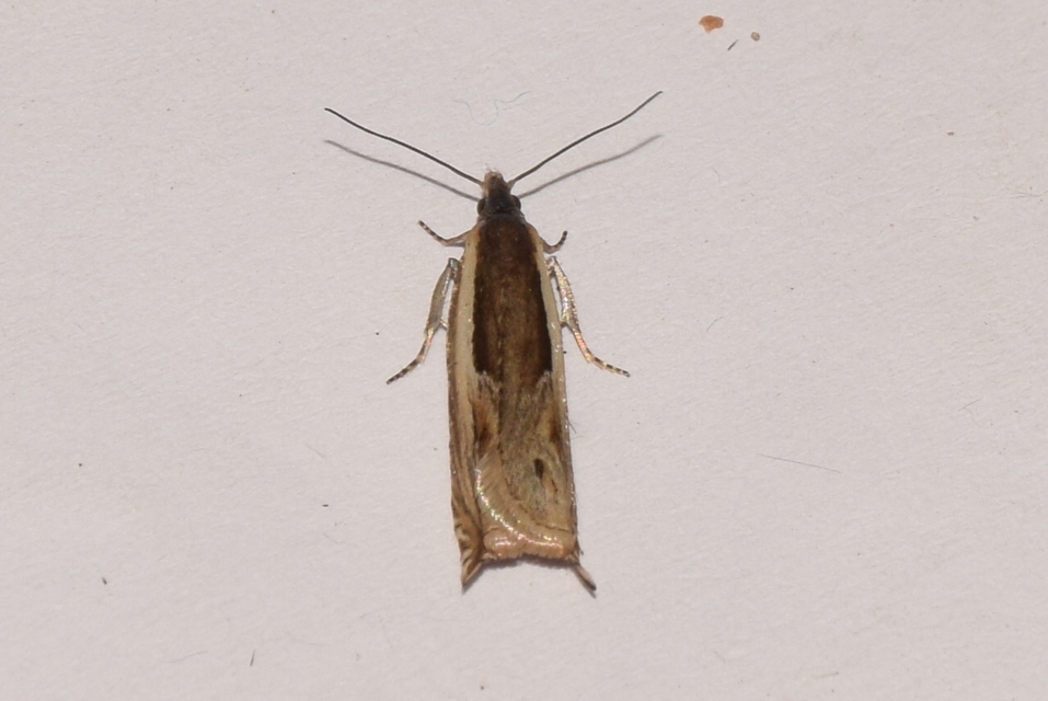 Ancylis apicella - bengesodró horgasmoly