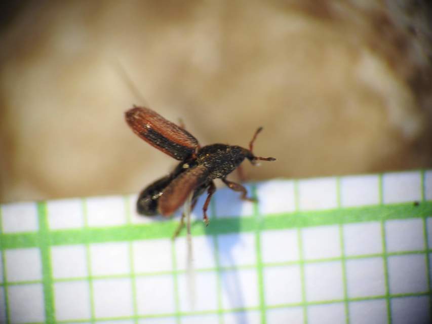 Mecinus circulatus - sávos útifűormányos