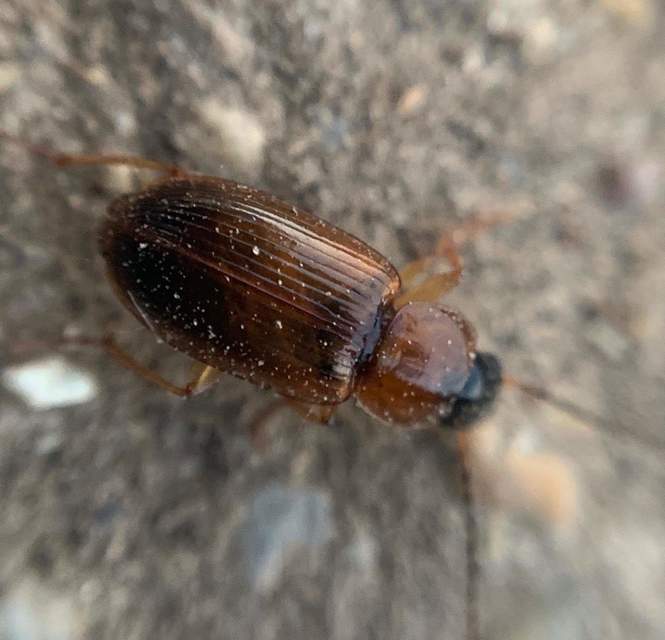 Stenolophus skrimshiranus - sárgásvörös turzásfutó