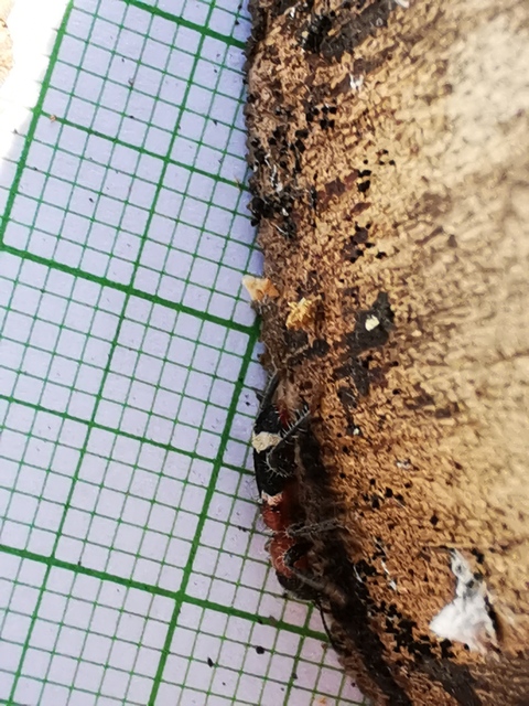 Thanasimus formicarius - vörösnyakú szúfarkas