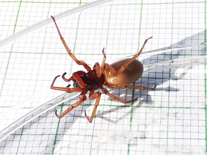 Dysdera