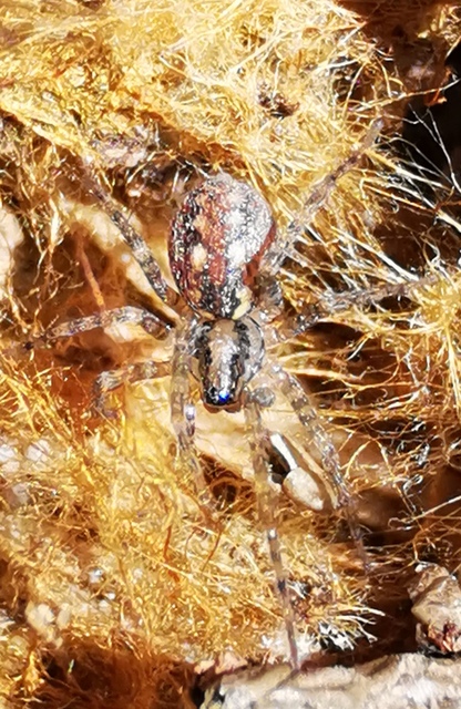 Tegenaria