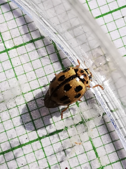 Propylea quatuordecimpunctata - tizennégypettyes füsskata
