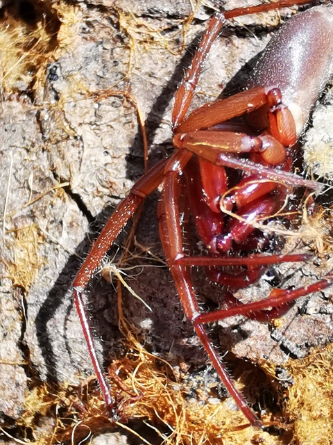 Dysderidae - fojtópókok