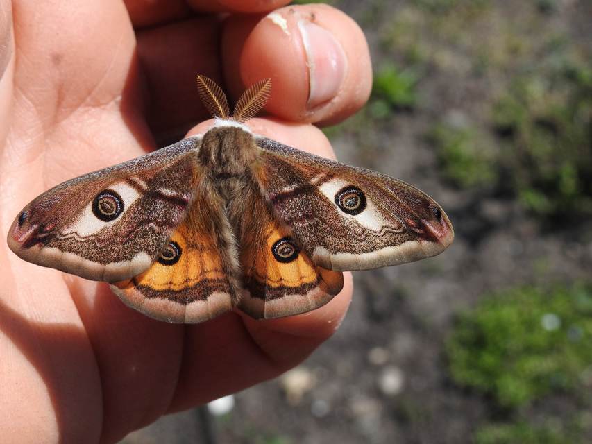 Saturnia pavoniella/pavonia Saturnia pavoniella/pavonia
