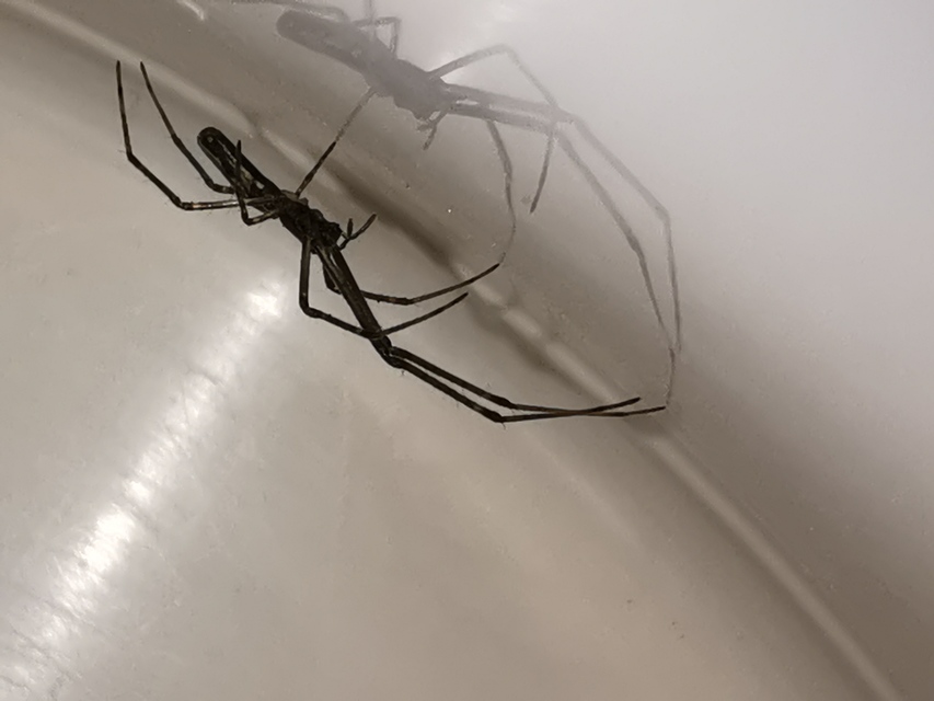 Tetragnatha