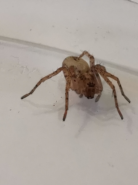 Anyphaena accentuata - jegyespók