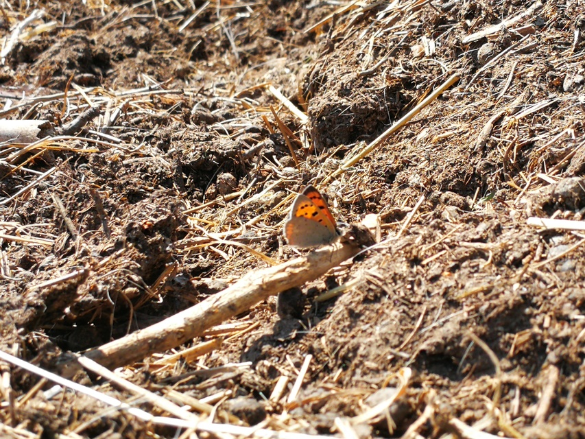 Lycaena phlaeas - közönséges tűzlepke