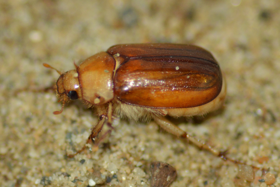 Rhizotrogus aestivus - tavaszvégi cserebogár