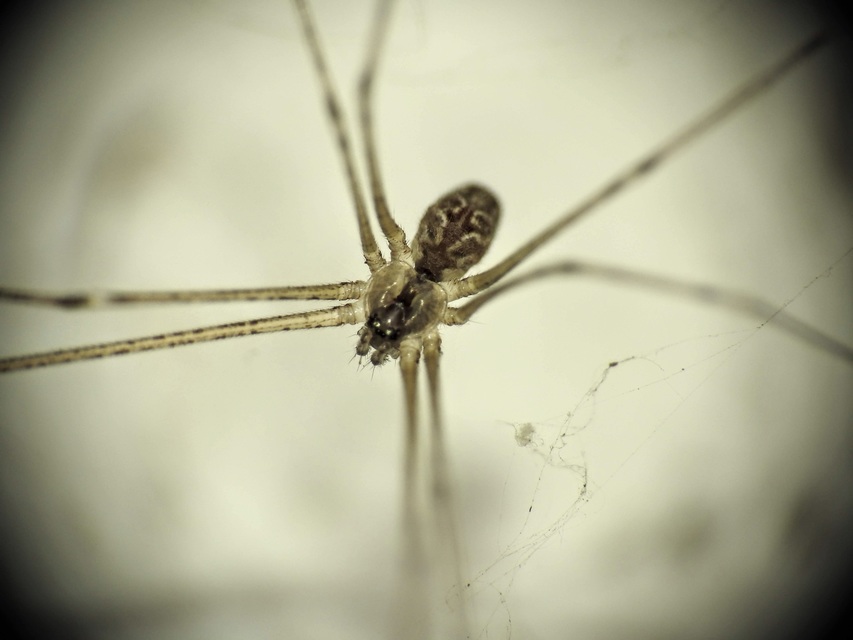Holocnemus pluchei - márványos álkaszáspók