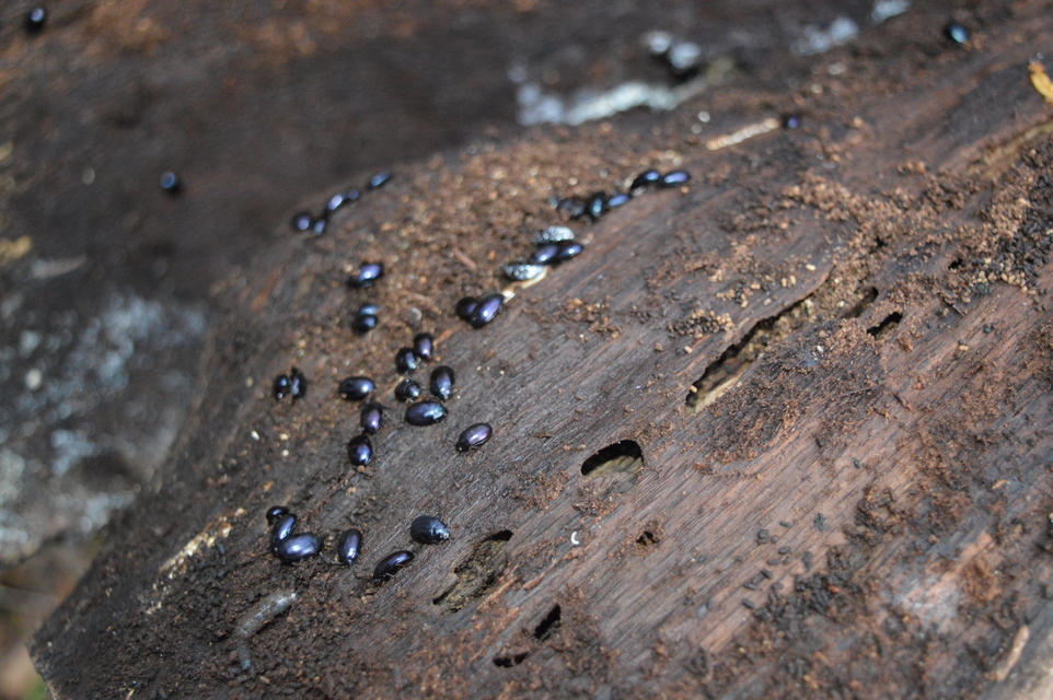 Platydema violaceum - fémkék taplóbogár