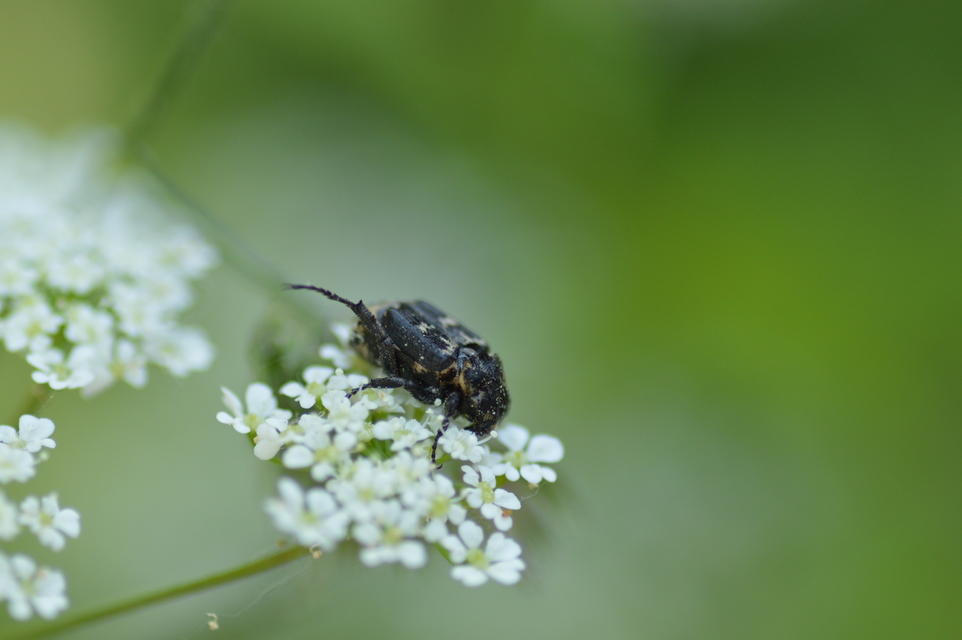 Valgus hemipterus - suta virágbogár